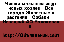   Чишки-малышки ищут новых хозяев - Все города Животные и растения » Собаки   . Ненецкий АО,Волоковая д.